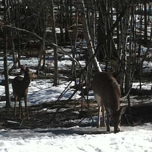 Spotting Image 1