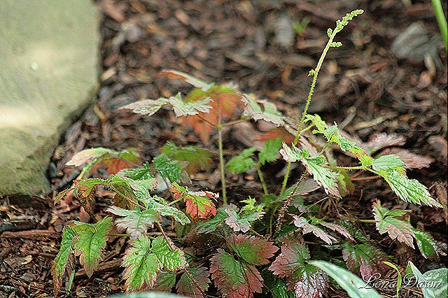 [Astilbe_ColorFlash%255B8%255D.jpg]
