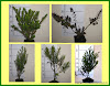 100x FLOWERING HEBE COMBO - Medium Grade - FREE SHIPPING