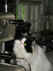 And now she is waiting in anticipation for the coffee to start dripping through.  Franny, I half expect that it will.