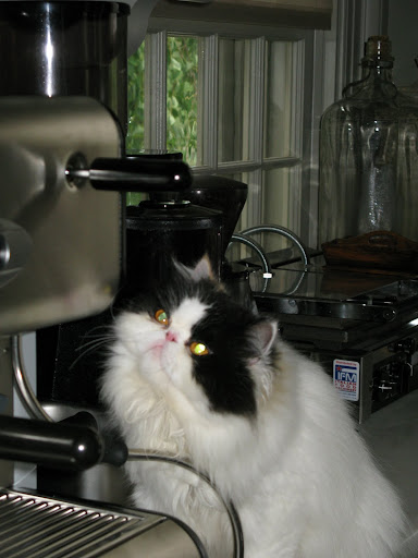 And now she is waiting in anticipation for the coffee to start dripping through.  Franny, I half expect that it will.
