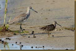 Western Willet (Catoptrophorus semipalmatus inornatus), Short-billed Dowitcher - Limnodromus griseus