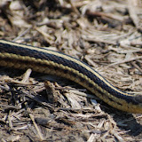 Pointe Mouillee State Game Area