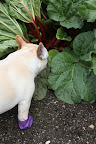 You're right, Francesca.  Look at the bright red stalks!  Some people think the color has to do with ripeness but really, it's the size.  The color can range from bright red, to light pink, to pale green and will all taste the same.