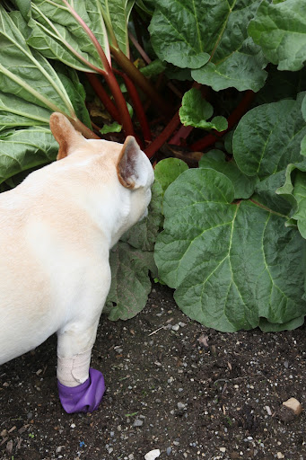 You're right, Francesca.  Look at the bright red stalks!  Some people think the color has to do with ripeness but really, it's the size.  The color can range from bright red, to light pink, to pale green and will all taste the same.