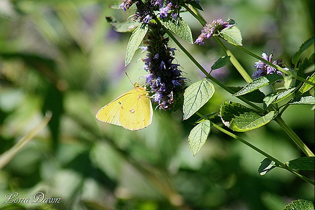 [FPC_Butterfly_CloudedSulphur%255B8%255D.jpg]
