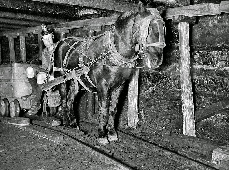 sultan-the-pit-pony-2 sultan-the-pit-pony-2