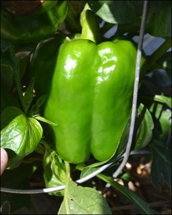 bell pepper bell pepper