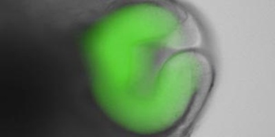células-de-biocombustibles-generan-energia células-de-biocombustibles-generan-energia