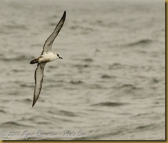 Great Shearwater MSB_7249 NIKON D300S June 12, 2011