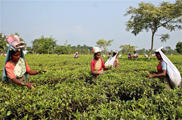 India's tea industry is grappling with diminishing production and reduced prices. High hills and abundant rainfall made Assam state in India's northeast the largest tea-producing region in the world. Now experts say the 'ideal climate' has changed - soaring temperatures and fickle rain are choking the once-flourishing plantation industry. Assam's average temperature now reaches up to 50 degrees Celsius in non-shaded areas. Photo: Reuters