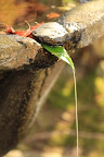 Japanese Detail