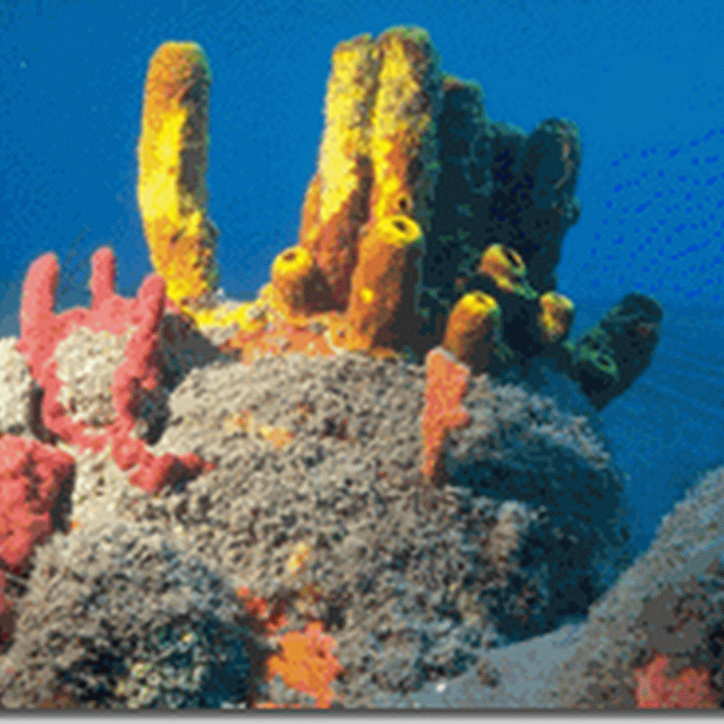 Ciri-ciri Porifera