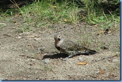 7255a Restoule Provincial Park - (yellow-shafted) Northern Flicker