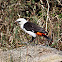 White-headed Buffalo Weaver