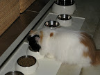 Who ever heard of a cat making cappuccino, anyway?