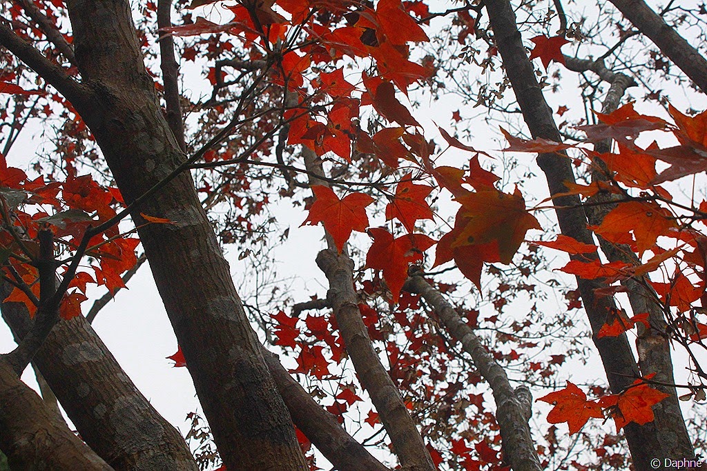 [IMG_6866%255B7%255D.jpg]