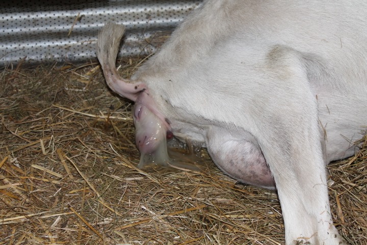 [aprilgoats13%2520022%255B5%255D.jpg]