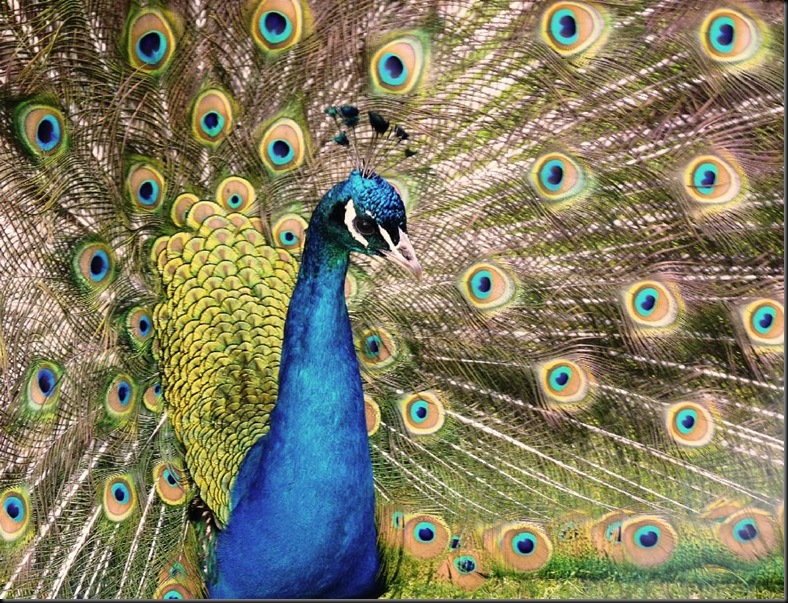 2nd - Shinde S - Peacock (resized) 2011