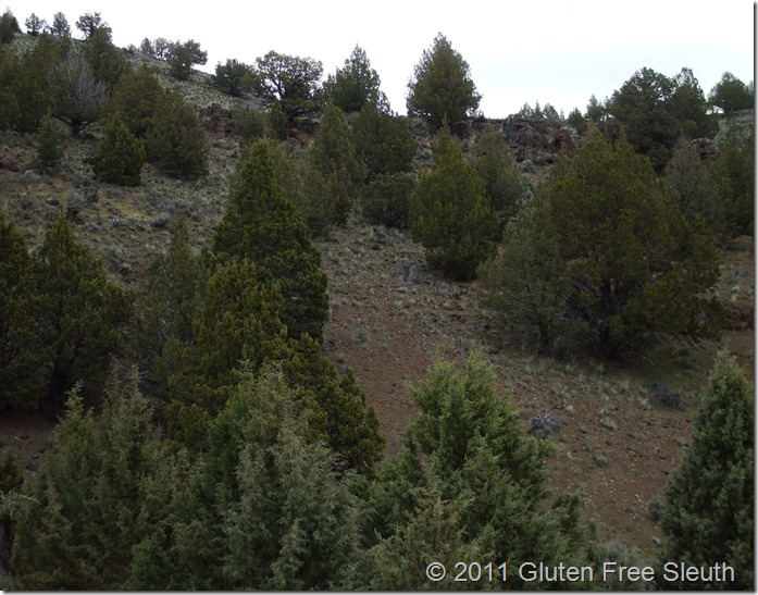 DSCF1506