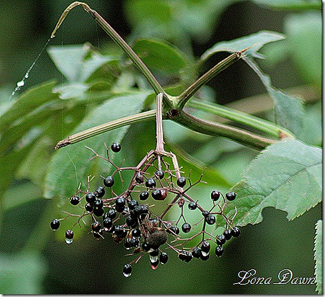 Elderberries_Spider