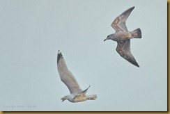 Herring Gulls