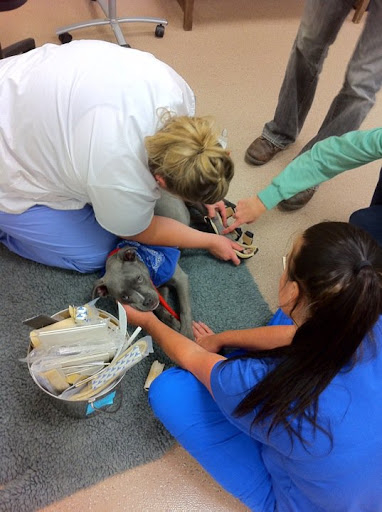 With the help of Companion Animal Rescue League (C.A.R.L), she rushed to pull her out of the shelter and began raising money for her care. With the help of Companion Animal Rescue League (C.A.R.L), she rushed to pull her out of the shelter and began raising money for her care.