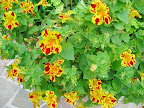 Just outside the gift shop, this spring annual was getting a lot of attention. It is Mimulus, or monkey flower. It's a pity you don't see it more often, as it is really a great plant and people seemed to love it.