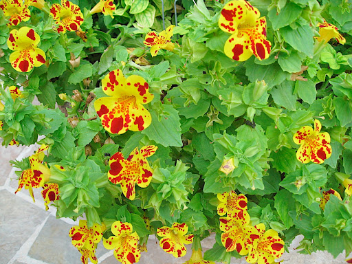 Just outside the gift shop, this spring annual was getting a lot of attention. It is Mimulus, or monkey flower. It's a pity you don't see it more often, as it is really a great plant and people seemed to love it.