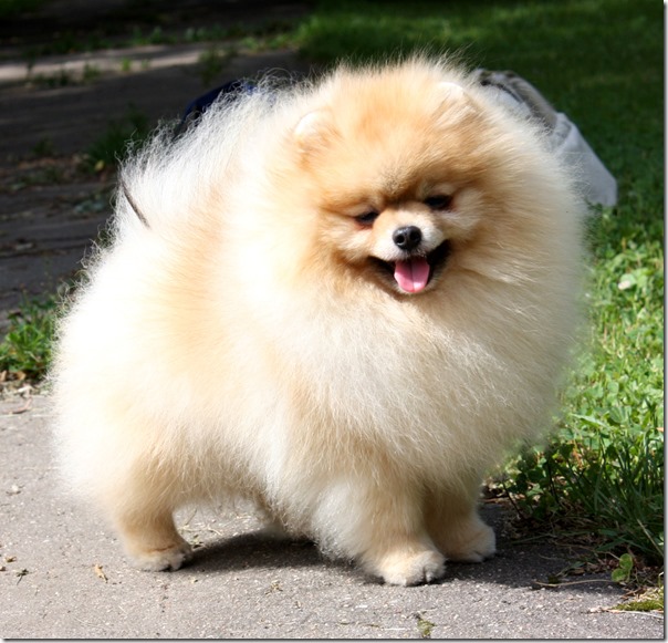 pomerania_adulto pomerania_adulto