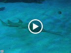 A sawfish at the Shark Reef Aquarium at Mandalay Bay.