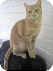 The regal Lincoln, and his friend William (next photo) did not get to go on camera at the last minute either. He is under a year and loves to cuddle with humans and other cats!Info on adopting Lincoln is at MarthaStewart.com/Pet-Adoption. Just scroll down from the top of the page, and there he'll be!
