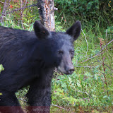 Urso negro à beira da estrada -  Jasper - Alberta, Canadá