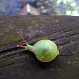 Gunung Palung - leaf snail (Andy Dean, July 2010)
