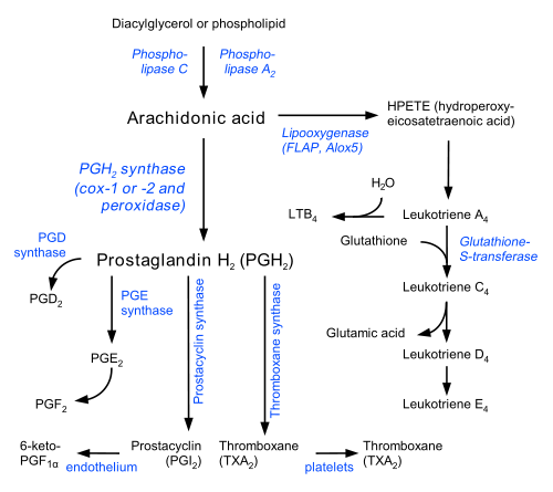 [500px-Eicosanoid_synthesis.svg%255B20%255D.png]