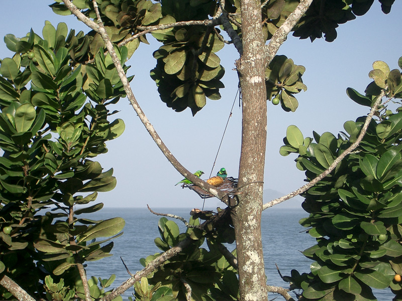 Fotos de Pássaros. Foto numero 3724596930. Fotografia da Pousada Pe na Areia, que fica em Boicucanga, próximo a Maresias, Litoral Norte de Sao Paulo (SP).