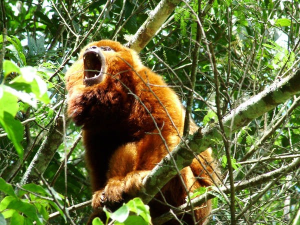 6- O macaco bugio 6- O macaco bugio