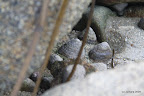 Puntmutsschelpen