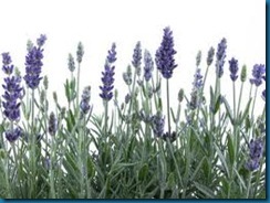 lavender lavender