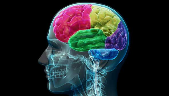 brain.jpg Brain