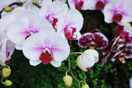 I love how the color is spraying out of the middle of the bloom.