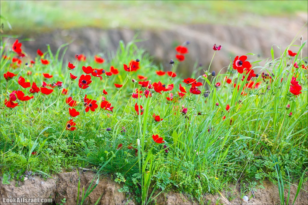 () - LookAtIsrael.com - | Red South festival of anemones in Negev | דרום אדום - קלניות בבארי () - LookAtIsrael.com - | Red South festival of anemones in Negev | דרום אדום - קלניות בבארי