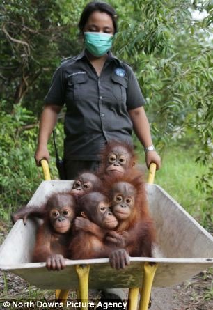 [orangutan4%255B4%255D.jpg]