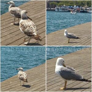 gaviotas en el moll de la fusta Barcelona