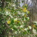 Golden currant