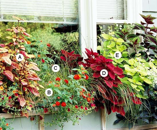 [window-box35.jpg]