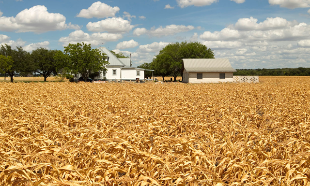 Hundreds of acres of corn were destroyed by the drought on this Texas farm in Round Rock on Tuesday, July 12, 2011. statesman.com