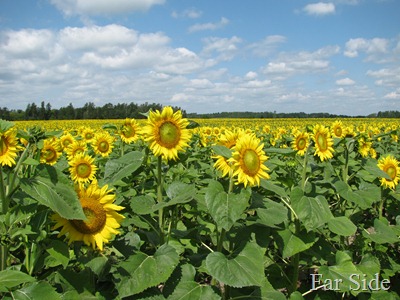 Sunflower Field in 2011
