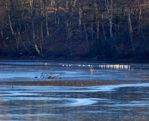 8. Gulls-kab