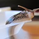 Tiger Slug